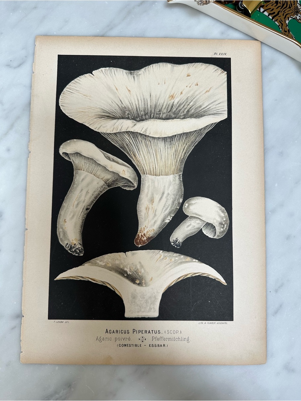 1890 Fritz Leuba Mushroom Natural History Lithograph Plate